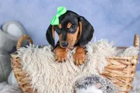 🐾 MEET VARGO 🐶❤️, a male Miniature Dachshund for sale in Fresno, OH – Photo 5 of 10