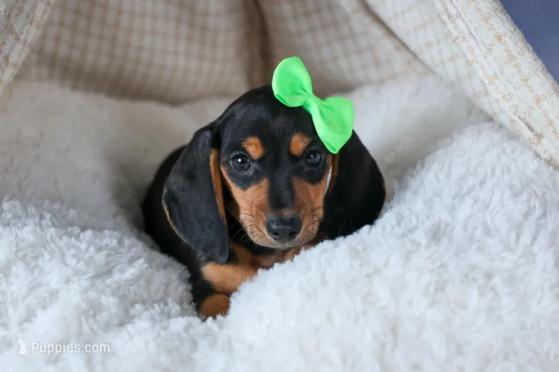 🐾 MEET VARGO 🐶❤️ – Miniature Dachshund puppy for sale in Fresno, OH