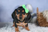 🐾 MEET VARGO 🐶❤️, a male Miniature Dachshund for sale in Fresno, OH – Photo 4 of 10
