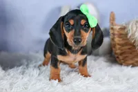 🐾 MEET VARGO 🐶❤️, a male Miniature Dachshund for sale in Fresno, OH – Photo 3 of 10
