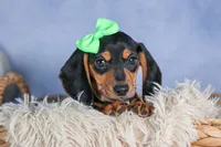 🐾 MEET VARGO 🐶❤️, a male Miniature Dachshund for sale in Fresno, OH – Photo 7 of 10