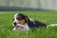 Charlie 🐶✨, a male Beagle for sale in Fresno, OH – 7 of 10
