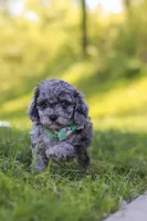 Mason, a male Poodle - Miniature  for sale in Fresno, OH – 2 of 10