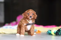 Archie, a male Cavapoo for sale in Fresno, OH – 4 of 7