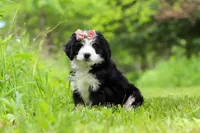 Cara, a female Miniature Bernedoodle for sale in Fresno, OH – 3 of 8
