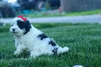 Gizmo 🐶, a male Cavapoo for sale in Fresno, OH – 6 of 10