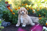 Lily, a female Havapoo for sale in Fresno, OH – 5 of 6