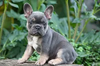 Francie💕, a female French Bulldog for sale in Fresno, OH – 7 of 9