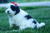 Gizmo 🐶, a male Cavapoo for sale in Fresno, OH – 2 of 10