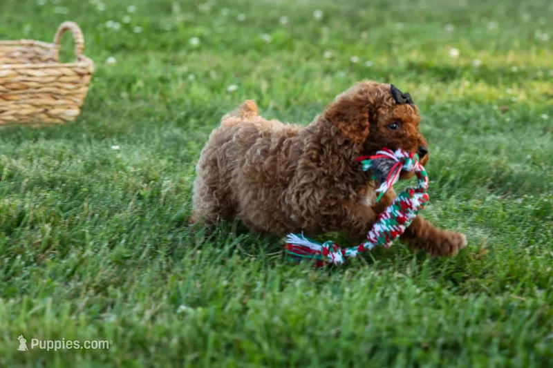Thor🐾💙 – Poodle - Miniature  puppy for sale in Fresno, OH