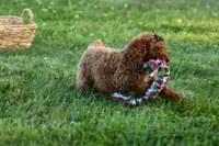 Thor🐾💙, a male Poodle - Miniature  for sale in Fresno, OH – 1 of 10