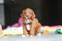 Archie, a male Cavapoo for sale in Fresno, OH – 2 of 7