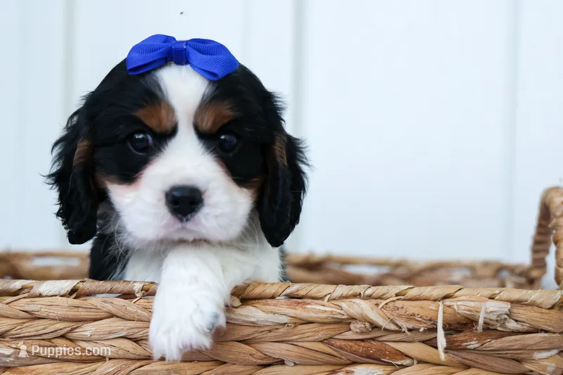 Walker 🩵 – Cavalier King Charles Spaniel puppy for sale in Fresno, OH