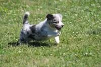 Baxter💙🐾, a male Australian Shepherd and Pembroke Welsh Corgi for sale in Fresno, OH – 3 of 7