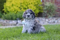 Ranger, a male Newfypoo for sale in Fresno, OH – 3 of 8