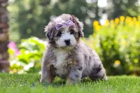 Ivy, a female Miniature Bernedoodle for sale in Fresno, OH – 3 of 6