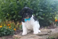 Joey, a male Havapoo for sale in Fresno, OH – 3 of 8