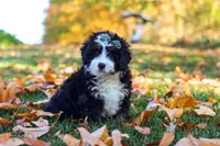 Amber, a female Miniature Bernedoodle for sale in Fresno, OH – 2 of 6