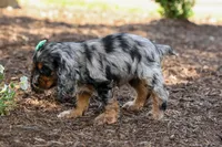 Letti 🐶💗, a female Cocker Spaniel for sale in Fresno, OH – 2 of 8