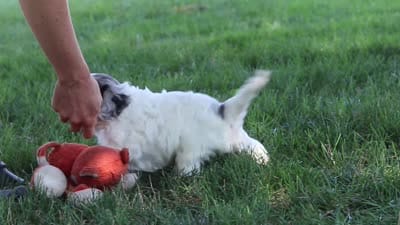 Kai, a male Cavapoo for sale in Fresno, OH – 7 of 7