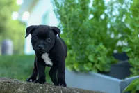 Maverick🩵, a male Staffordshire Bull Terrier for sale in Fresno, OH – 4 of 10