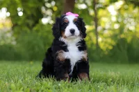 Molly, a female Miniature Bernedoodle for sale in Fresno, OH – 4 of 6