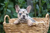 Finn 🐾, a male French Bulldog for sale in Fresno, OH – 8 of 9