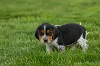 Cash🐶, a male Beagle for sale in Fresno, OH – 3 of 10