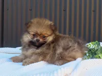 Peanut 🩵🐾, a male Pomeranian for sale in Fresno, OH – 8 of 10