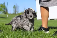 Roxy, a female Newfypoo for sale in Fresno, OH – 2 of 7