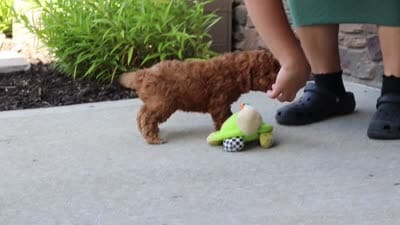 Christiano, a male Goldendoodle for sale in Fresno, OH – 6 of 6