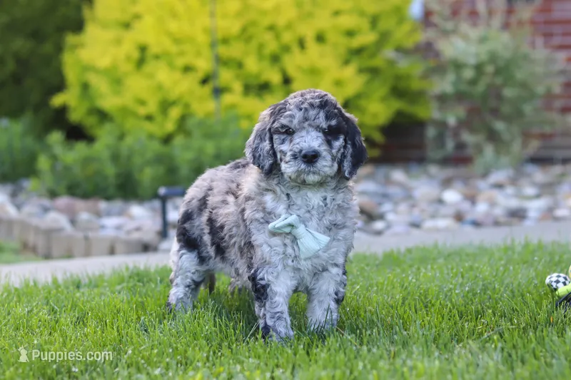 Ranger – Newfypoo puppy for sale in Fresno, OH