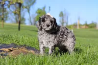 Roxy, a female Newfypoo for sale in Fresno, OH – 3 of 7