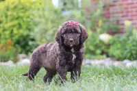 Cherri, a female Newfypoo for sale in Fresno, OH – 3 of 7