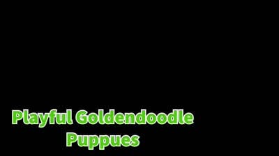 🐾 Meet Nixie – F2B Mini Goldendoodle Puppy 🐾, a female Miniature Goldendoodle for sale in Fresno, OH – 7 of 7