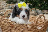   Preston🎀, a female Cavapoo for sale in Fresno, OH – 5 of 10