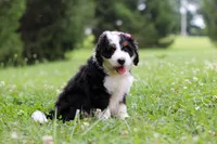 Kate, a female Bernedoodle for sale in Fresno, OH – 2 of 5