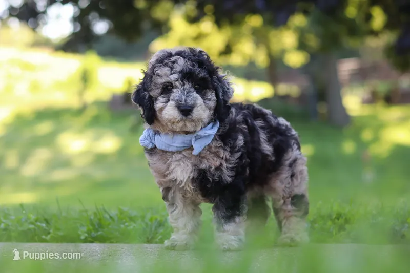 Jonah – Cavapoo puppy for sale in Fresno, OH