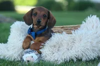 Hunter 💙🐾, a male Miniature Dachshund for sale in Fresno, OH – 6 of 10