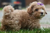 Ellie Mae 💛🐾, a female Havapoo for sale in Fresno, OH – 2 of 10