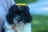 Gracie 🩷🐶, a female Cavapoo for sale in Fresno, OH – 7 of 10