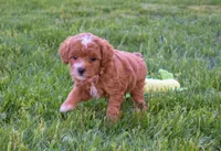 Dixie 💕🐶, a female Poodle - Miniature  for sale in Fresno, OH – 7 of 10