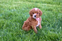 Dixie 💕🐶, a female Poodle - Miniature  for sale in Fresno, OH – 8 of 10