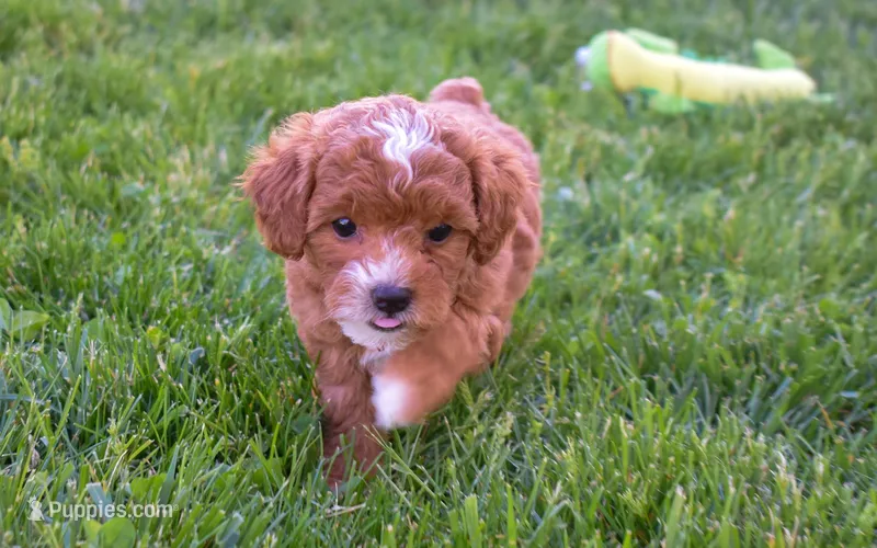 Dixie 💕🐶 – Poodle - Miniature  puppy for sale in Fresno, OH