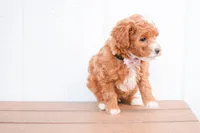 Dixie 💕🐶, a female Poodle - Miniature  for sale in Fresno, OH – 4 of 10