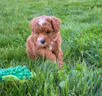 Dixie 💕🐶, a female Poodle - Miniature  for sale in Fresno, OH – 10 of 10