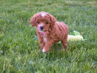 Dixie 💕🐶, a female Poodle - Miniature  for sale in Fresno, OH – 6 of 10