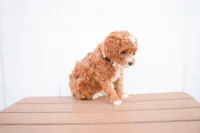 Dixie 💕🐶, a female Poodle - Miniature  for sale in Fresno, OH – 3 of 10