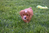Dixie 💕🐶, a female Poodle - Miniature  for sale in Fresno, OH – 5 of 10
