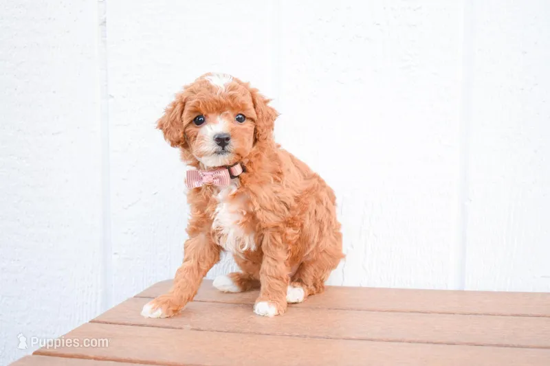 Dixie 💕🐶 – Poodle - Miniature  puppy for sale in Fresno, OH